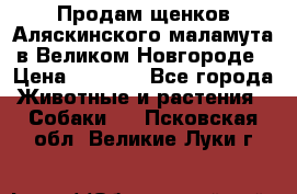 Продам щенков Аляскинского маламута в Великом Новгороде › Цена ­ 5 000 - Все города Животные и растения » Собаки   . Псковская обл.,Великие Луки г.